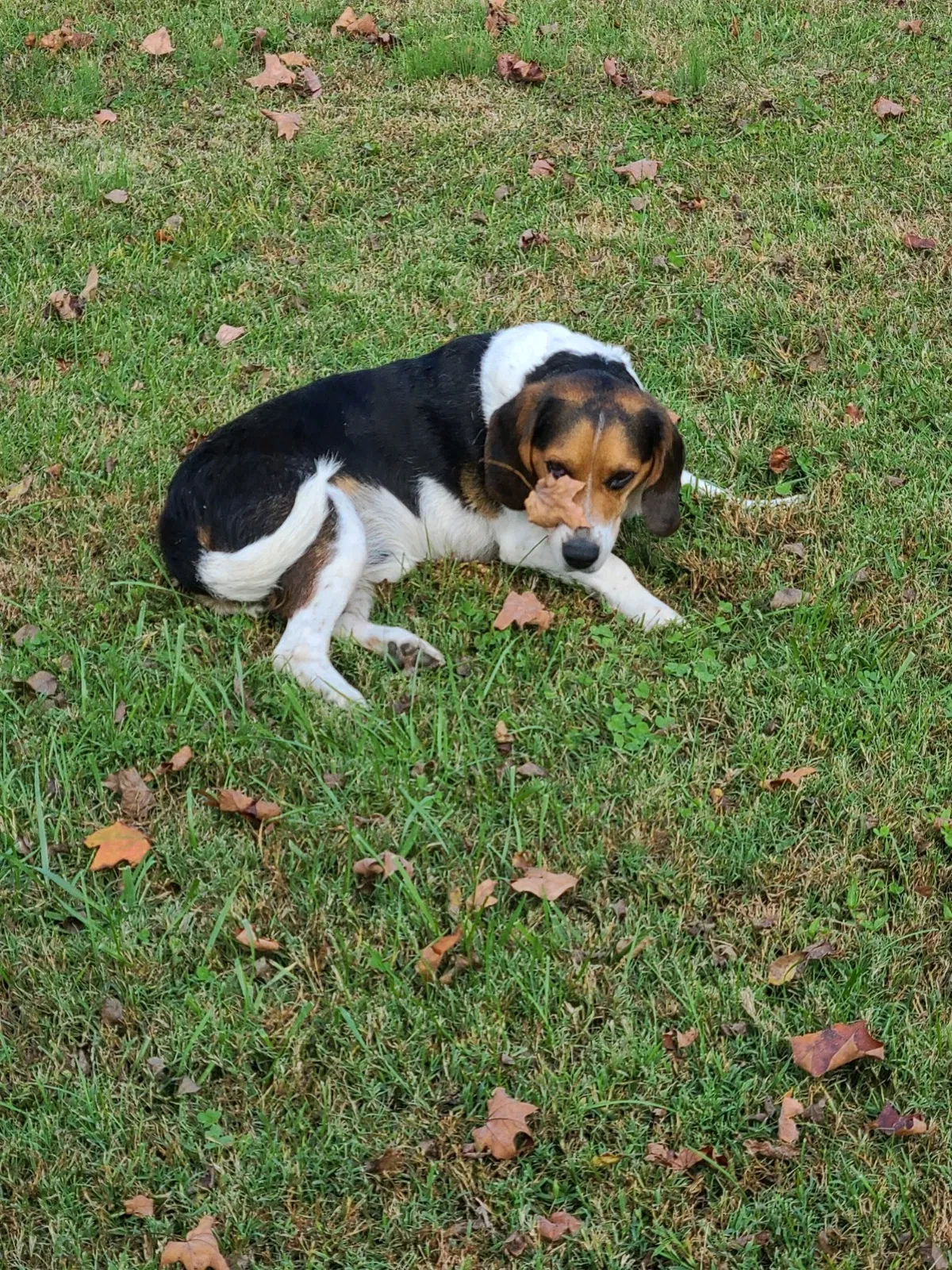 Lost dog in Wartrace, TN, 37183