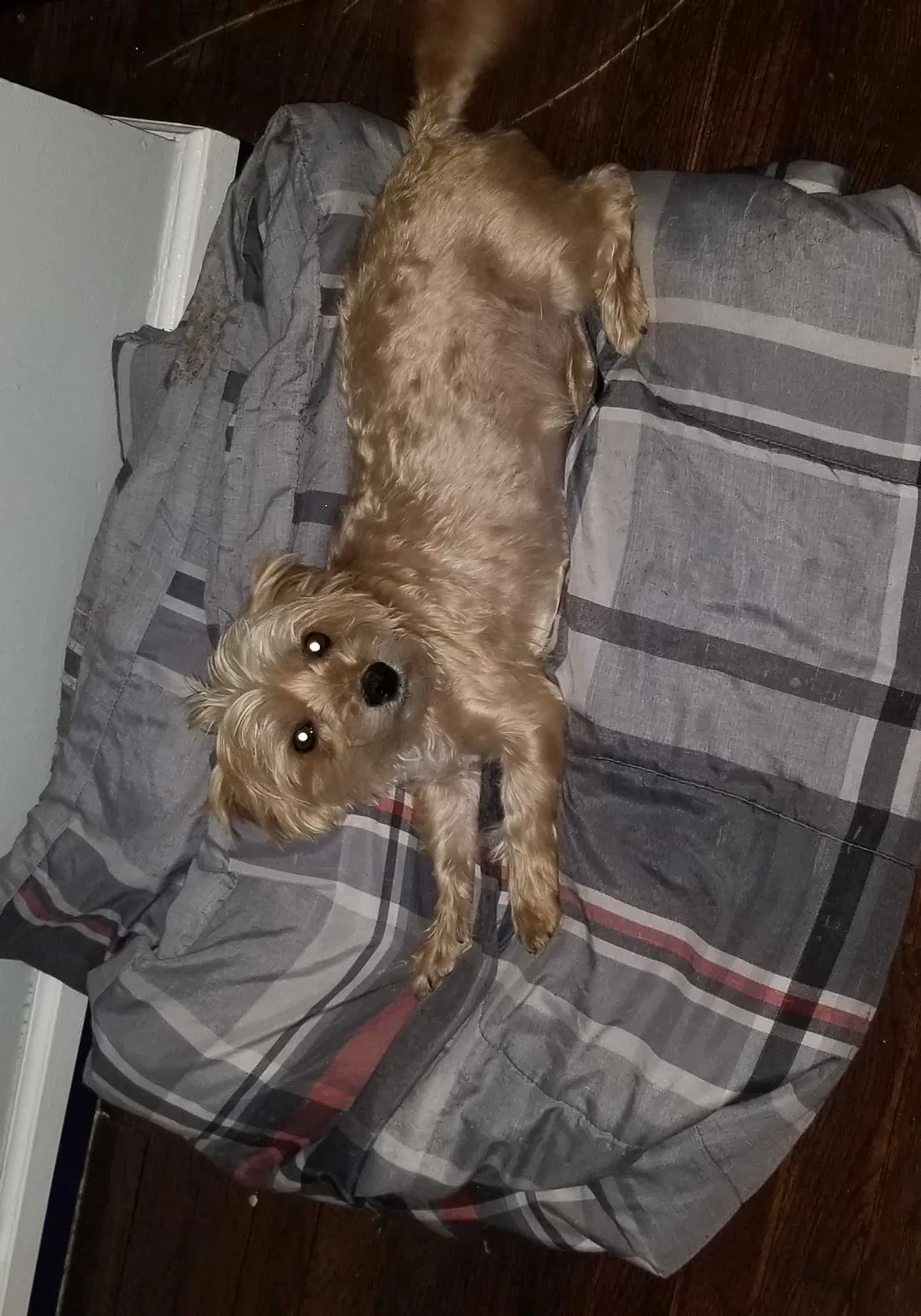 Lost dog in Eastpointe, MI, 48021