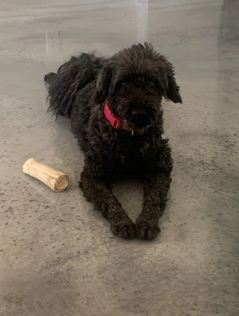 Lost dog in Scottsdale, AZ, 85255