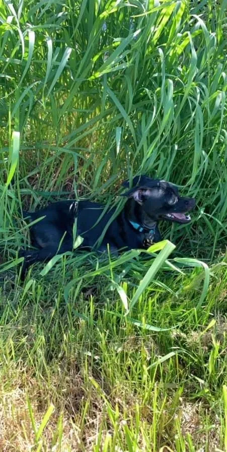 Lost dog in Seattle, WA, 98188