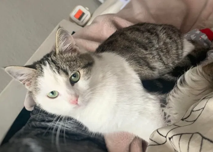 Lost cat in Painesville, OH, 44077