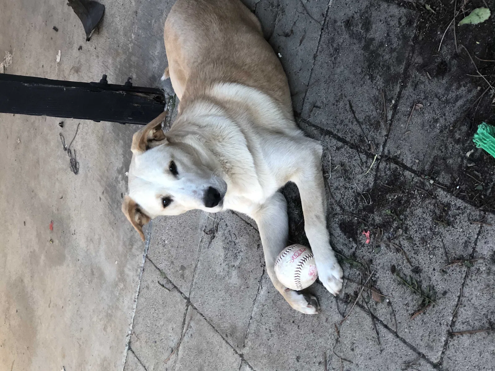Lost dog in Vista, CA, 92084