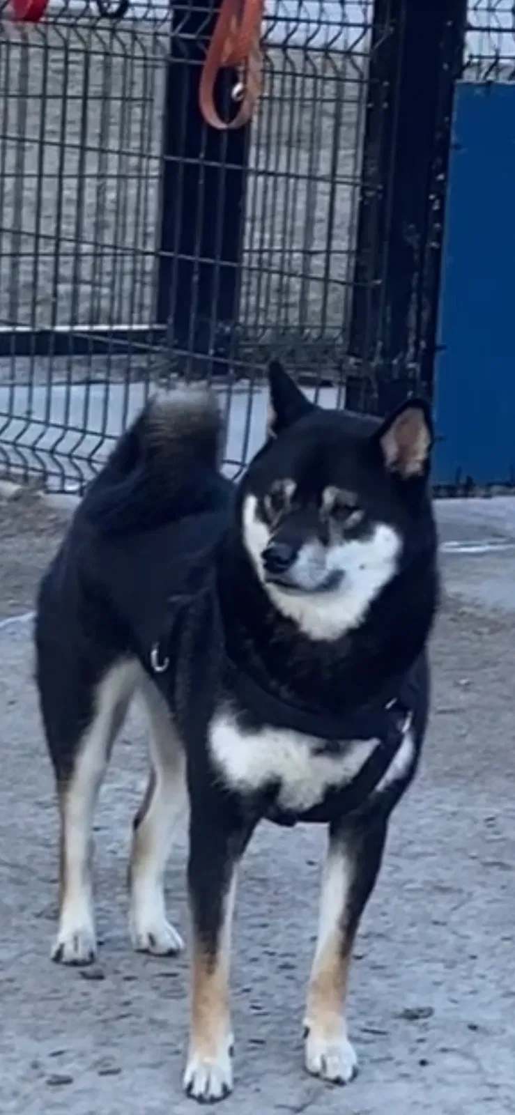 Lost dog in Kansas City, MO, 64112
