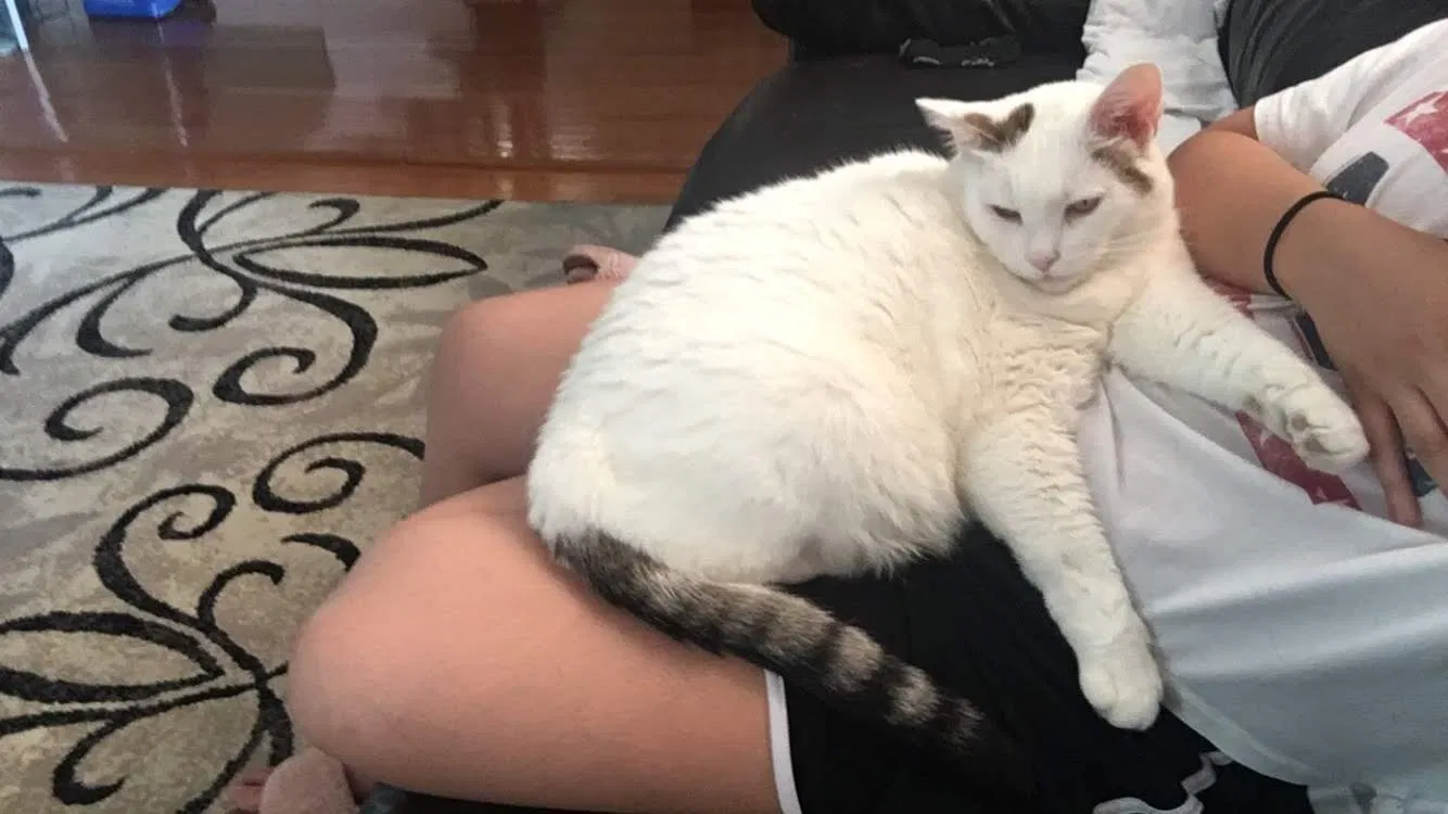 Lost cat in Somerset, NJ, 8873