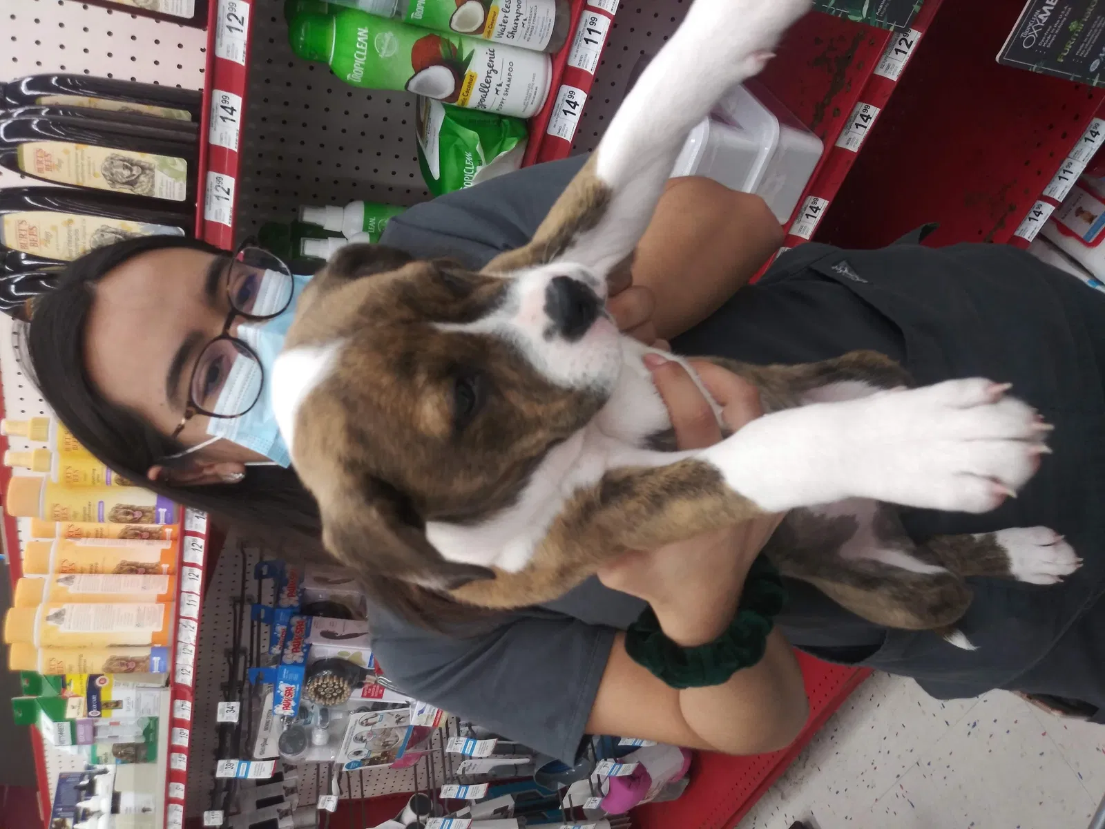Lost dog in Corpus Christi, TX, 78411