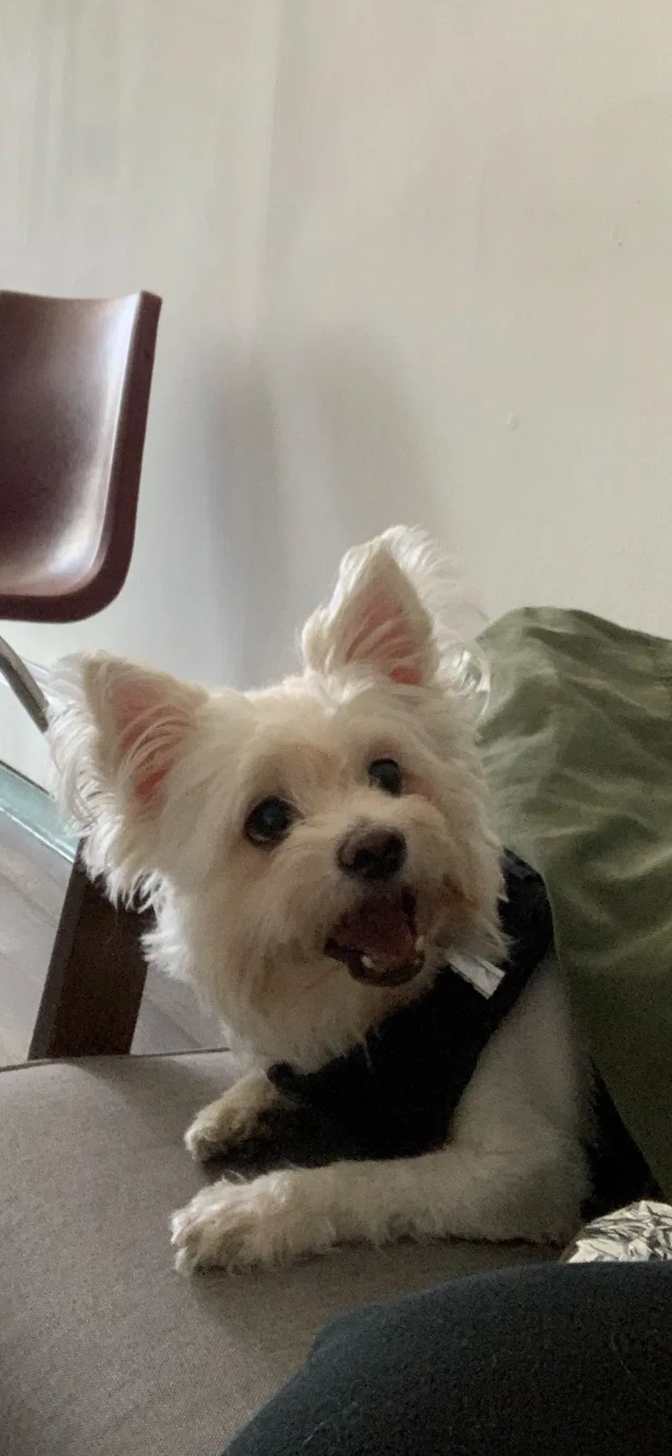 Lost dog in Brooklyn, NY, 11207