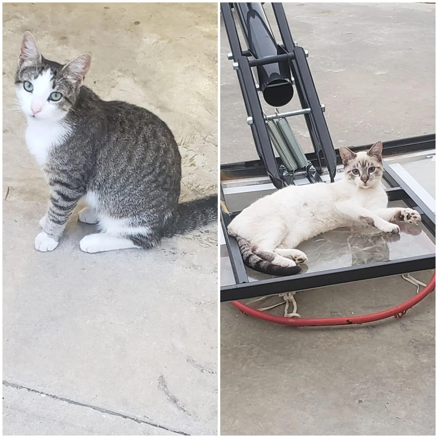 Lost cat in Lafayette, LA, 70506