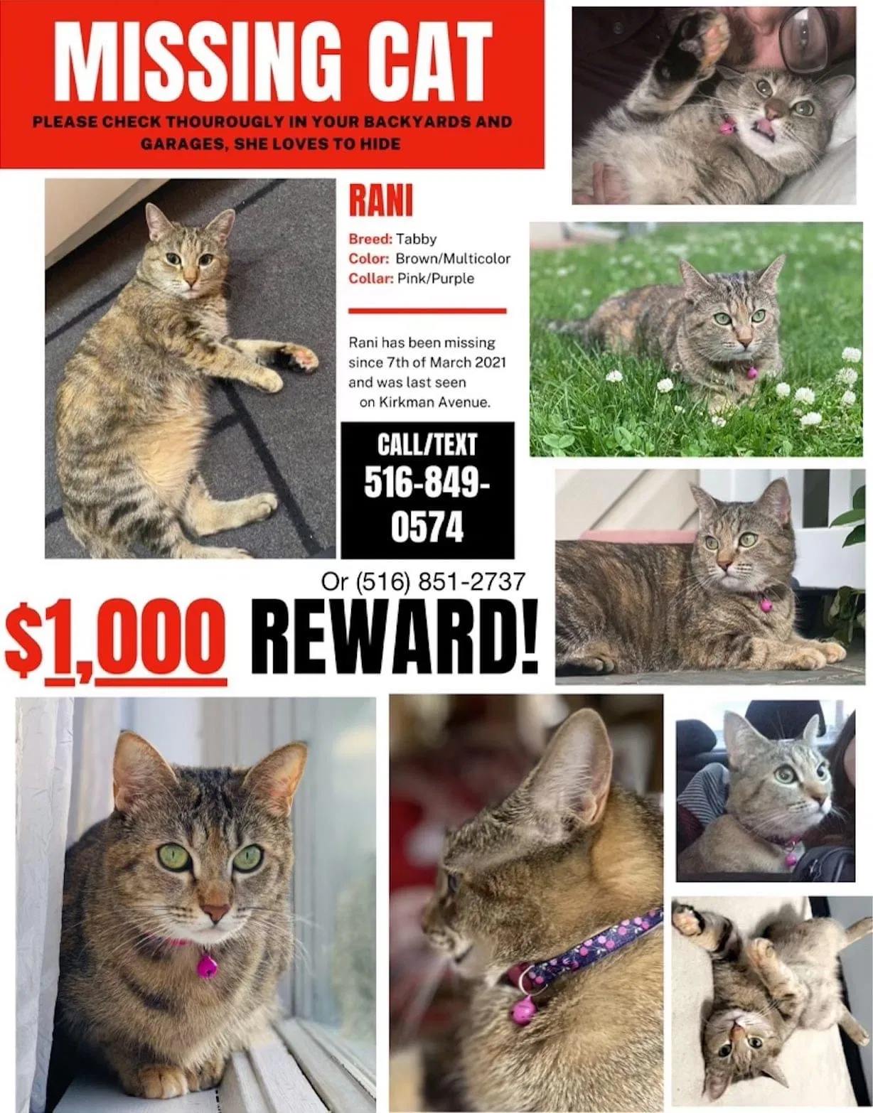 Lost cat in Elmont, NY, 11003
