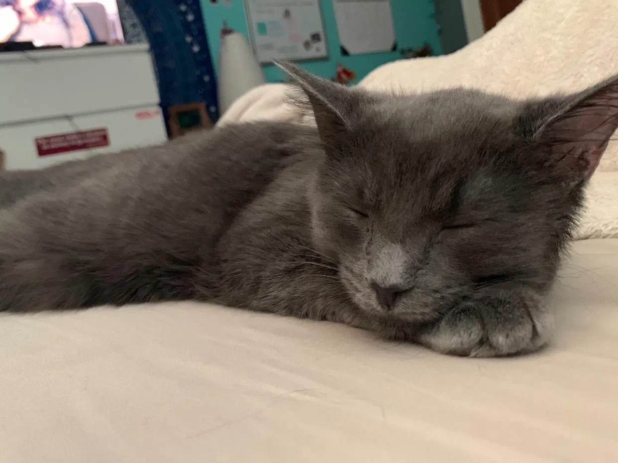 Lost cat in Westerville, OH, 43082