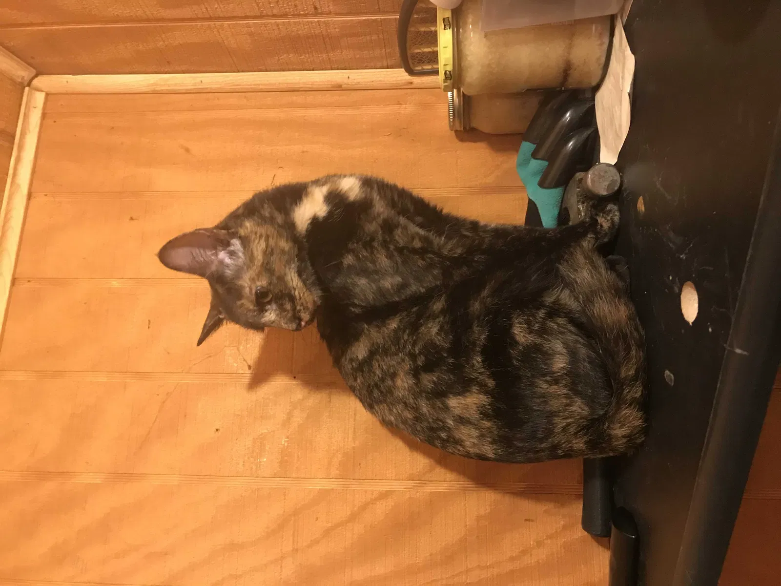 Lost cat in Ashville, OH, 43103