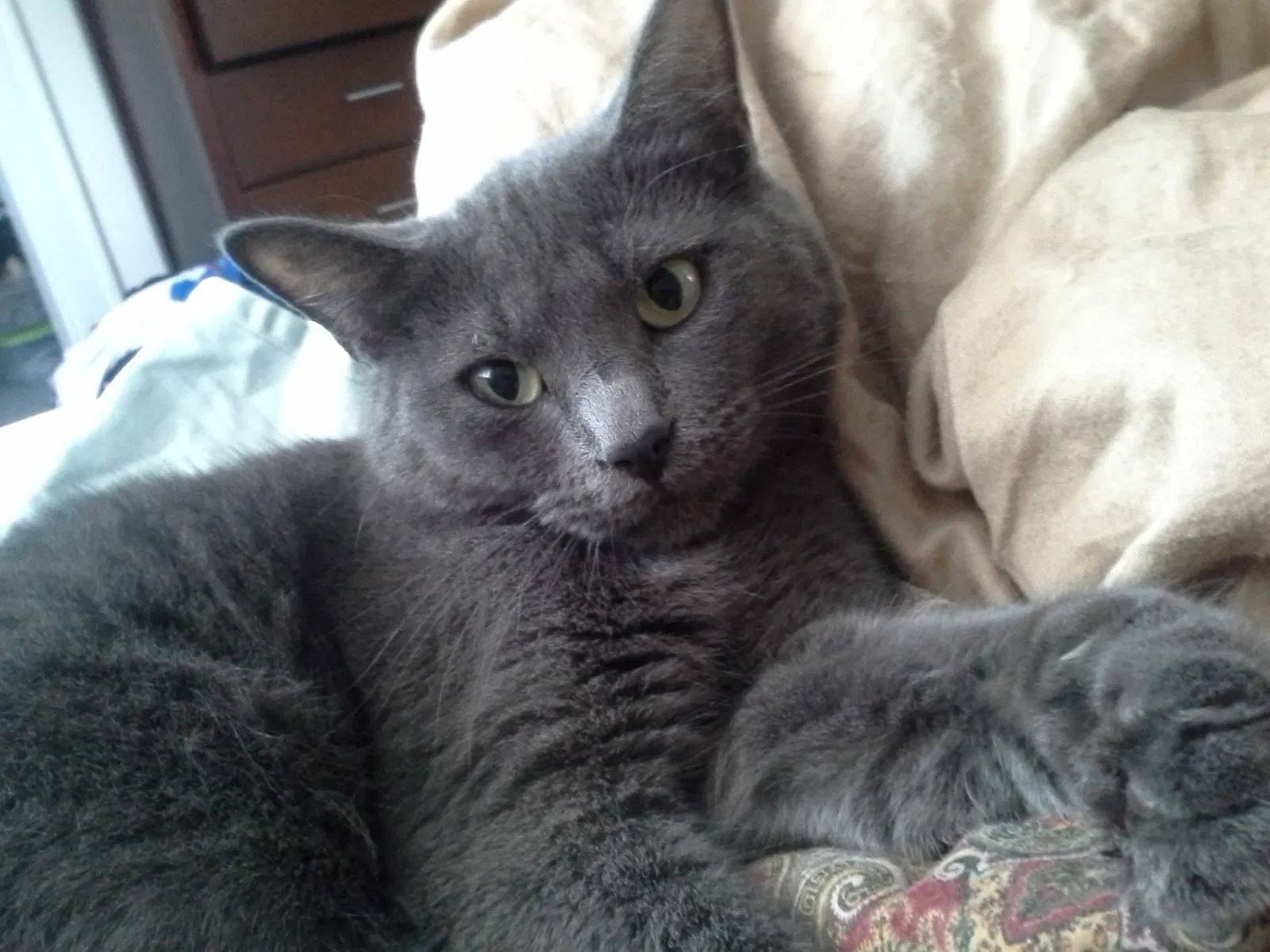 Lost cat in Columbus, OH, 43230