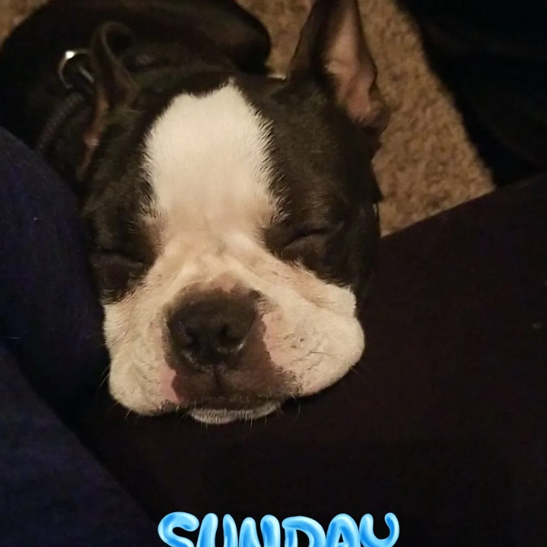 Lost dog in Spokane, WA, 99207