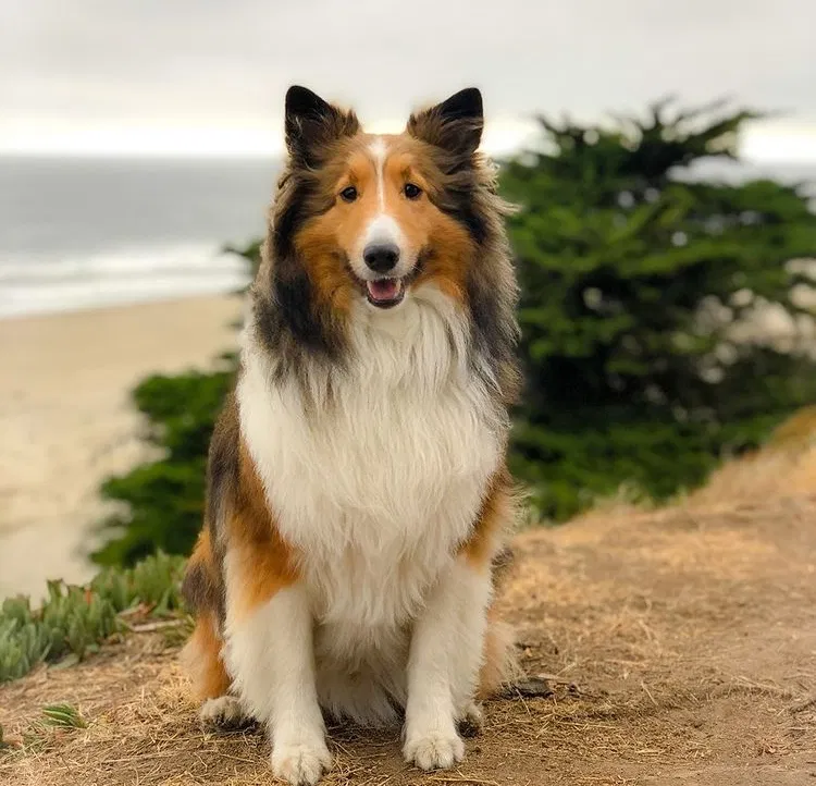 Lost dog in Los Angeles, CA, 90042