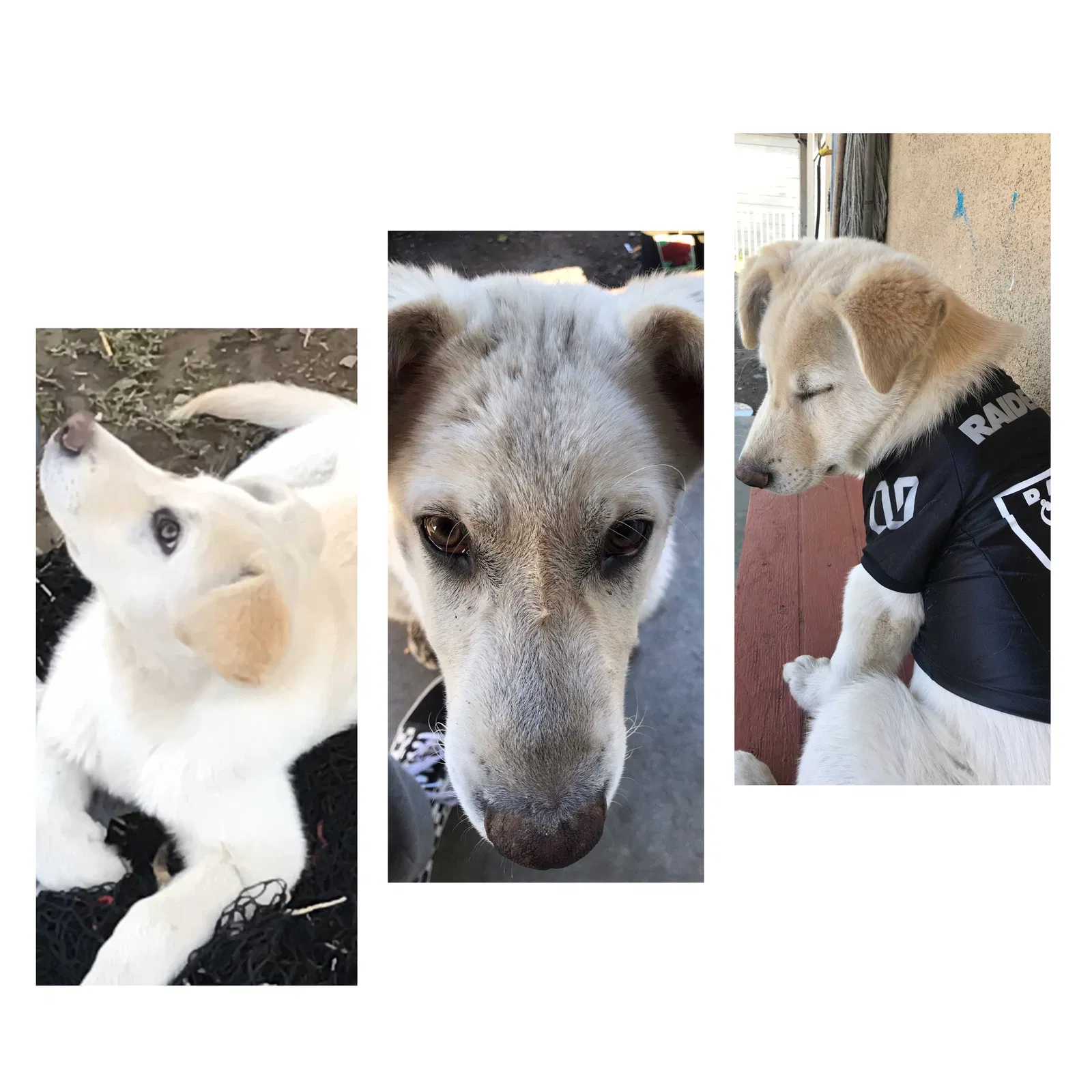 Lost dog in Bloomington, CA, 92316