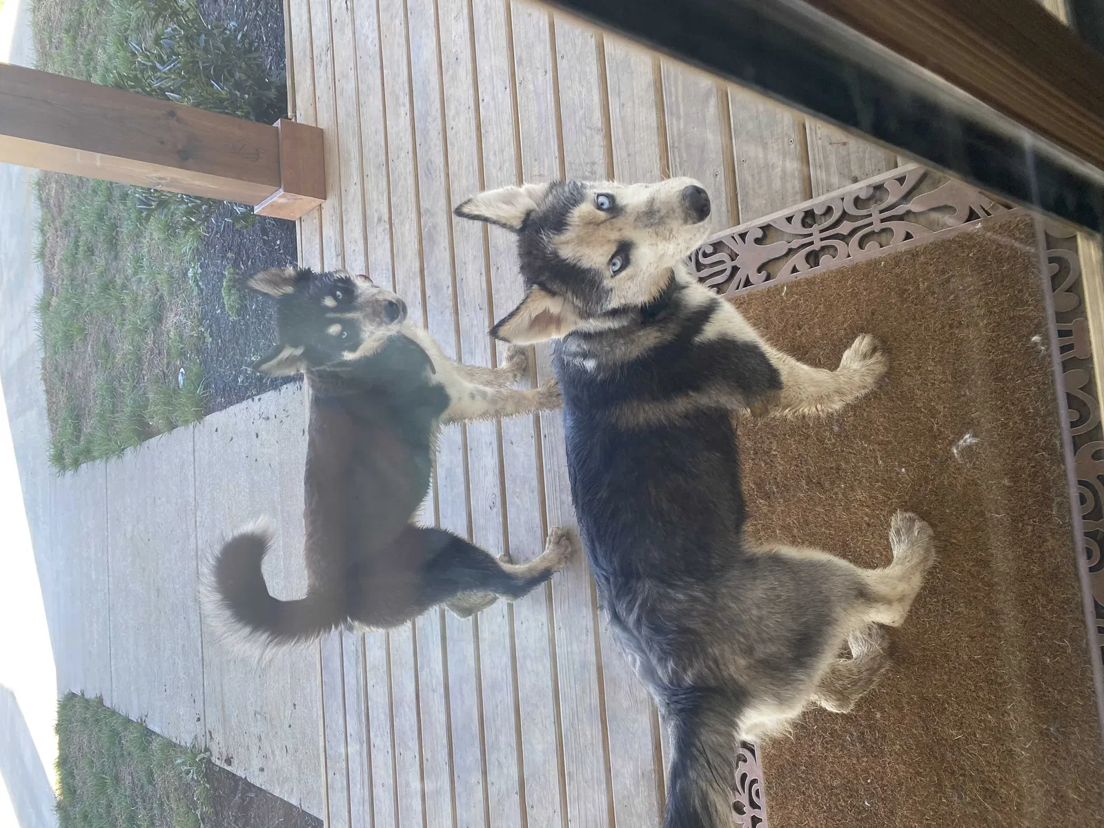 Lost dog in Athens, TN, 37303
