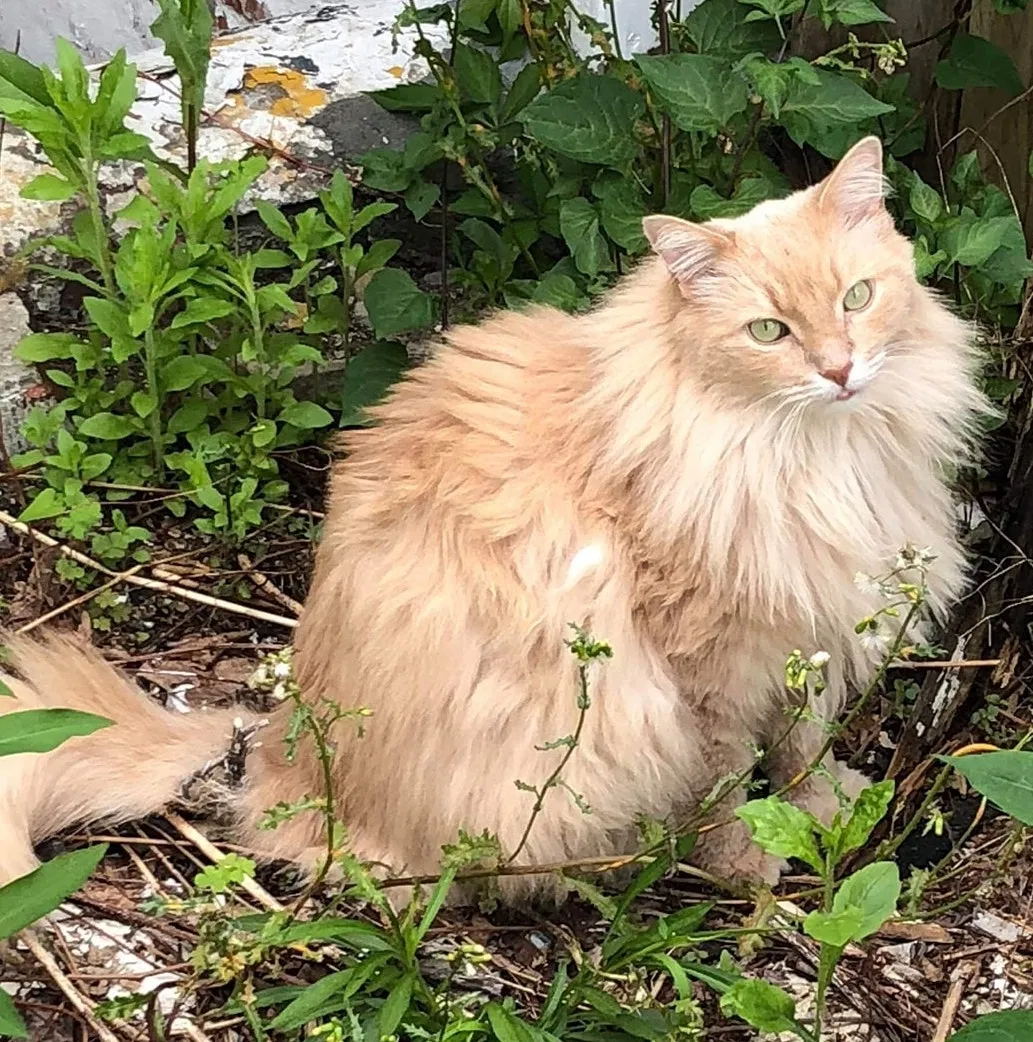 Lost cat in Brooklyn, NY, 11221