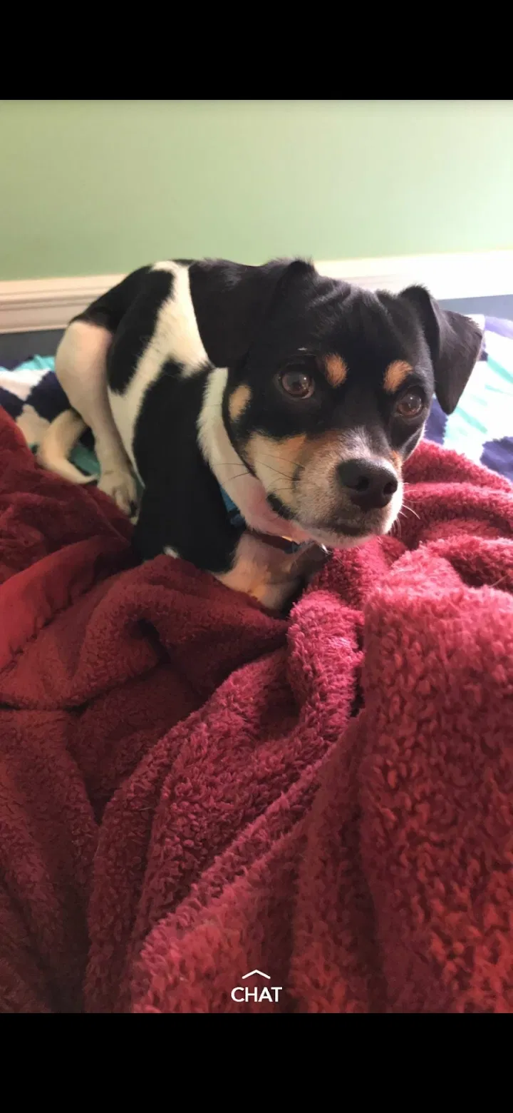 Lost dog in Gainesville, GA, 30504