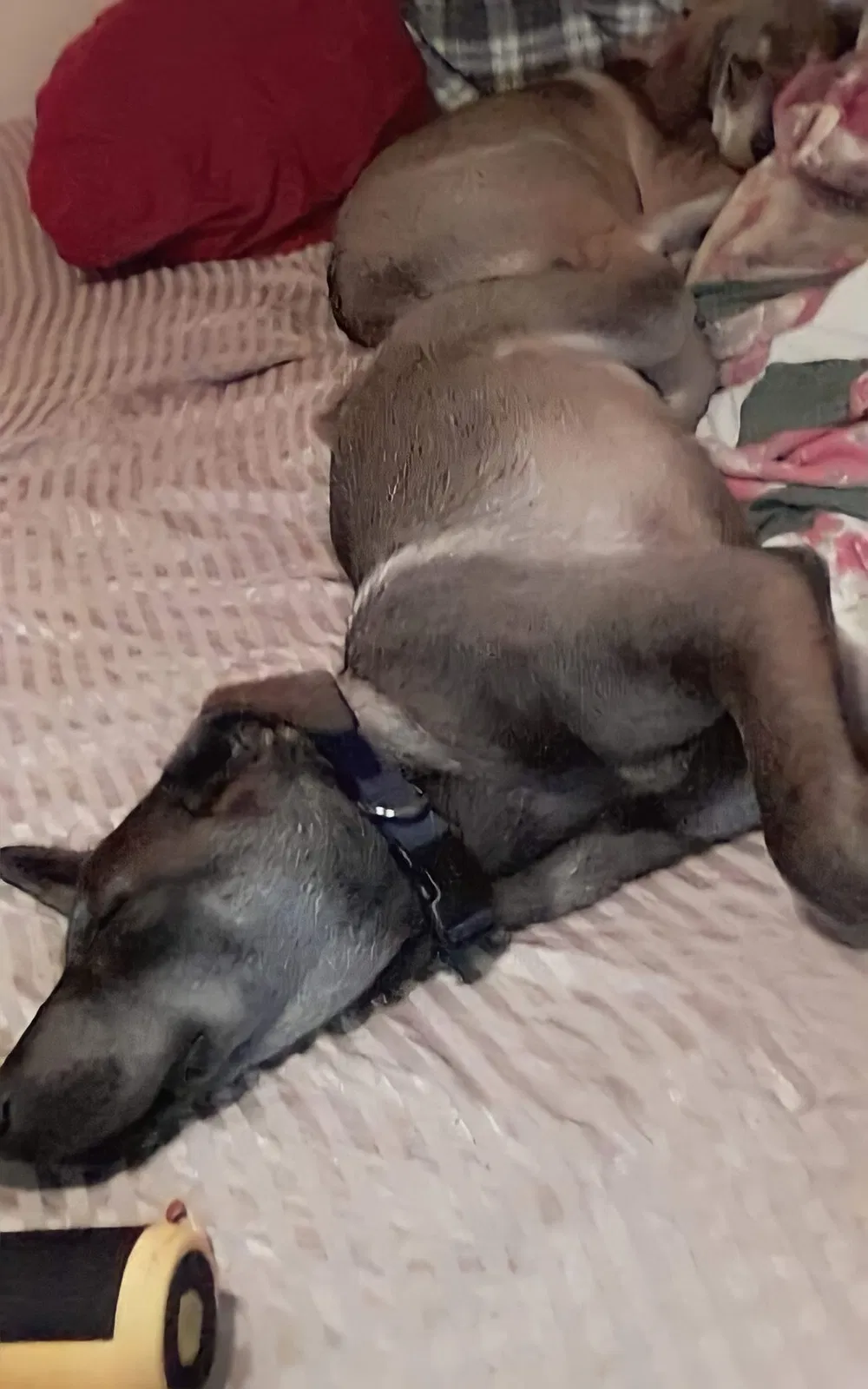 Lost dog in Brownsville, TX, 78526