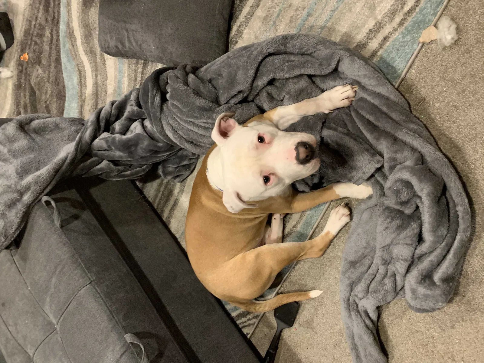 Lost dog in Clear Lake, MN, 55319