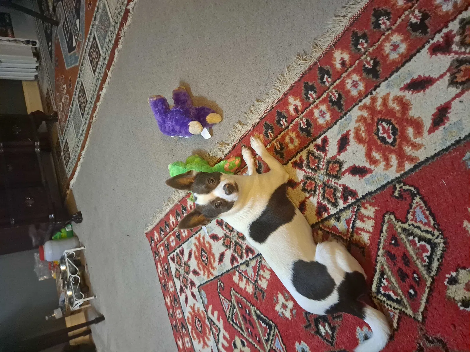 Lost dog in Fort Washington, MD, 20744