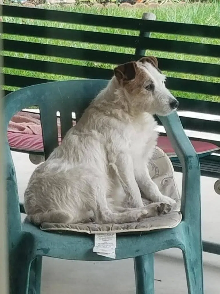 Lost dog in Lakewood, CA, 90712