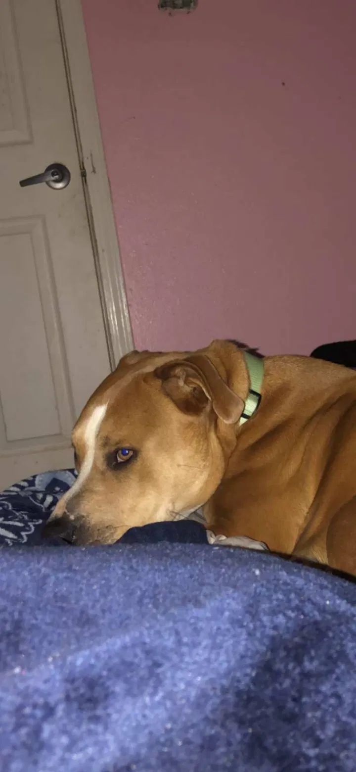 Lost dog in Lacombe, LA, 70445