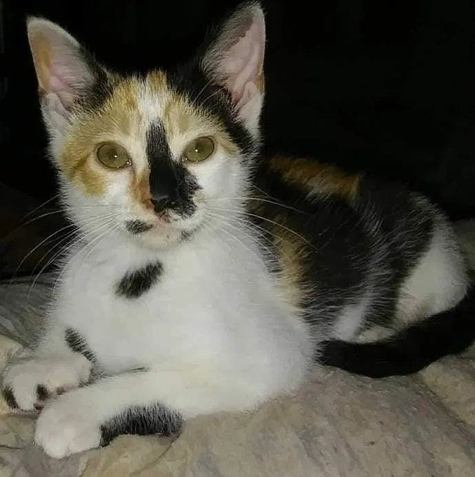 Lost cat in Taylorsville, NC, 28681