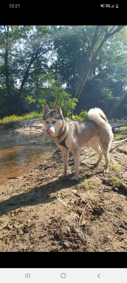Lost dog in Fayetteville, NC, 28312