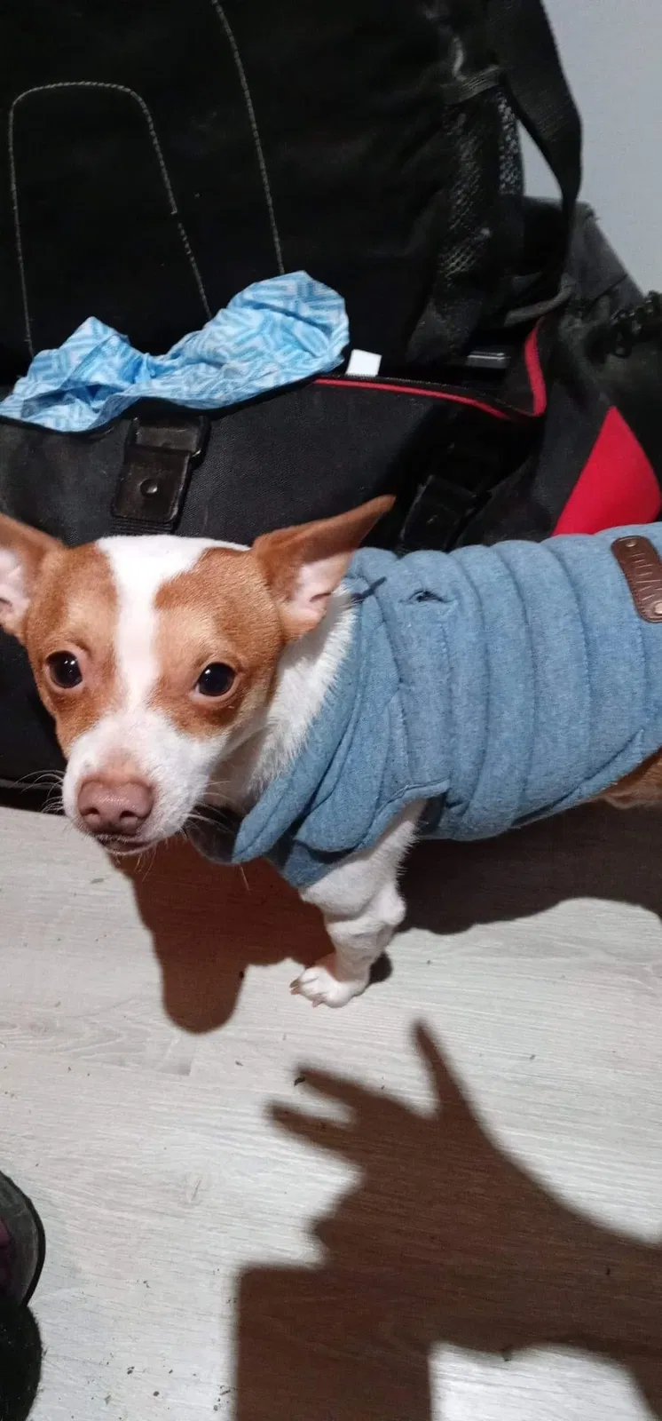 Lost dog in Flint, MI, 48506