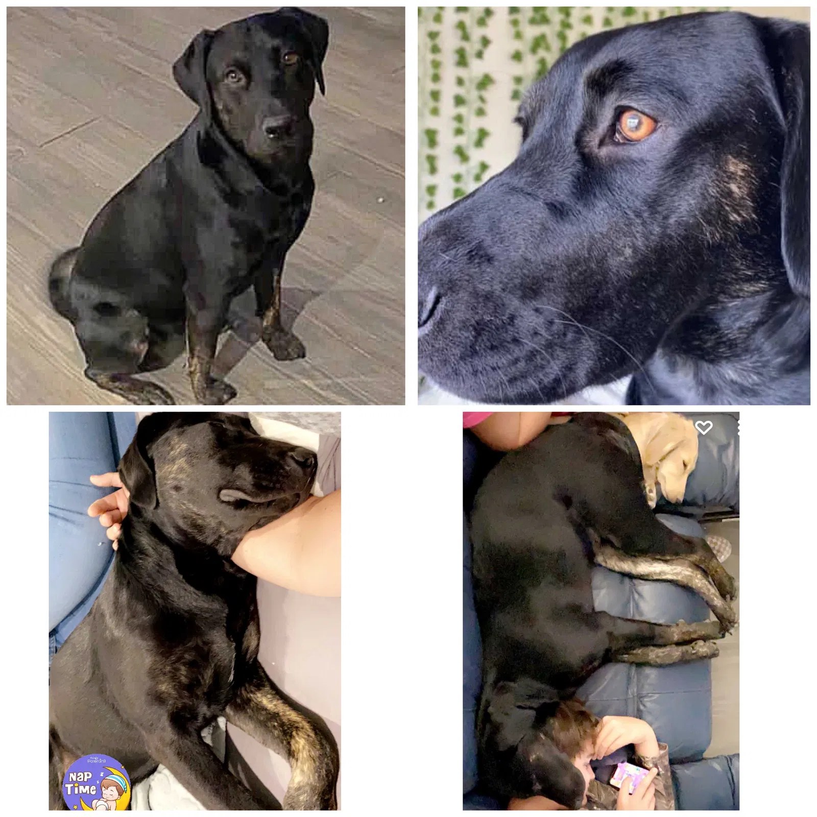 Lost dog in Boyd, TX, 76023