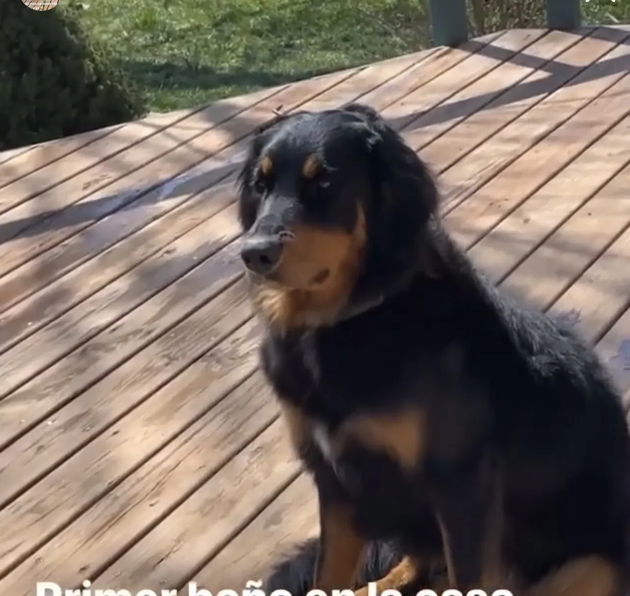 Lost dog in Jeffersonville, IN, 47130