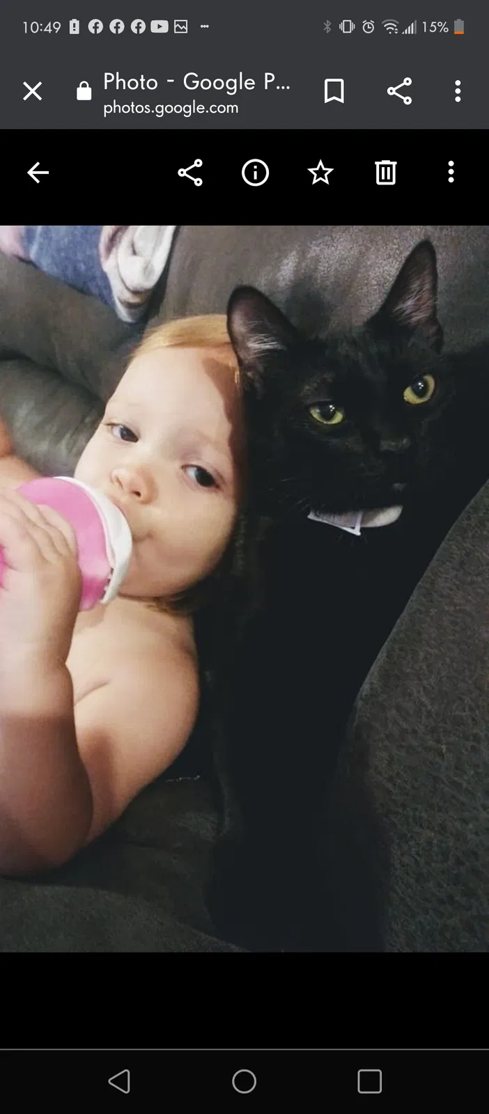Lost cat in Metairie, LA, 70003