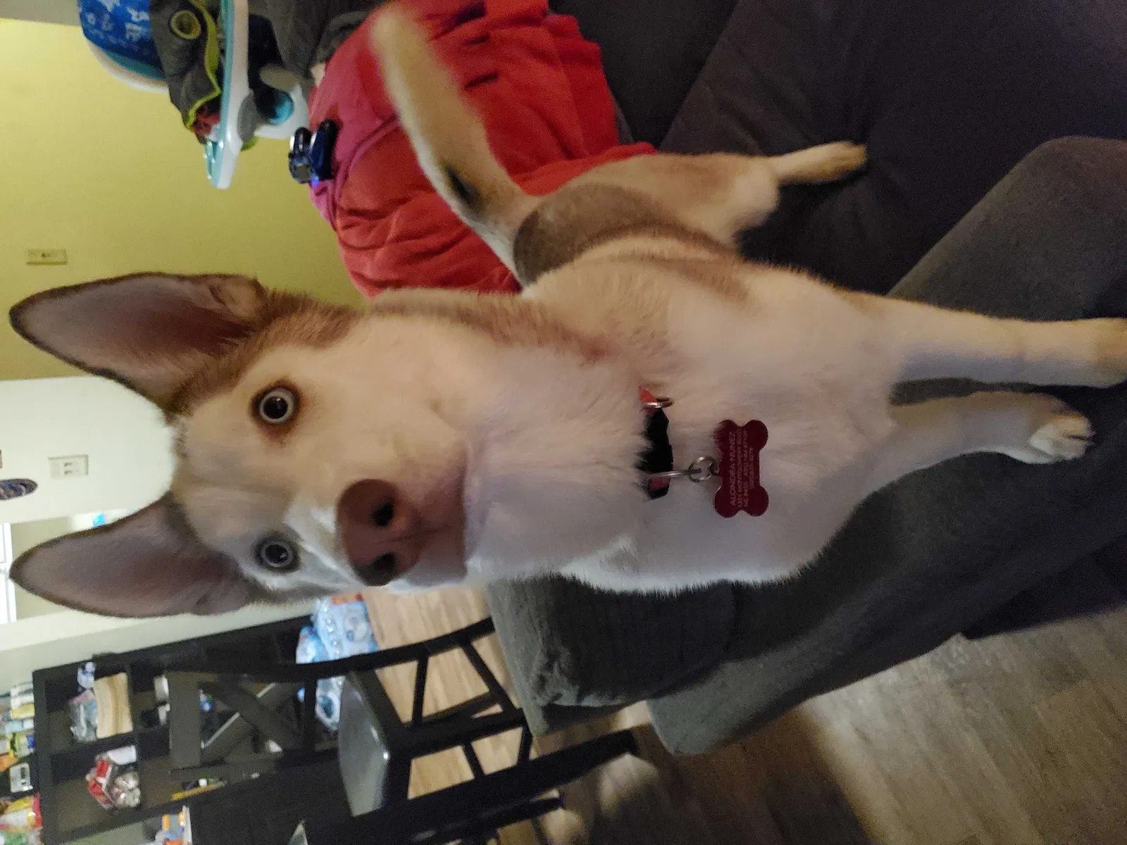 Lost dog in Albuquerque, NM, 87110