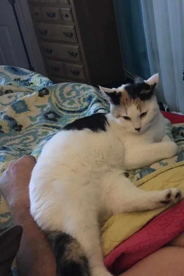 Lost cat in Paducah, KY, 42003