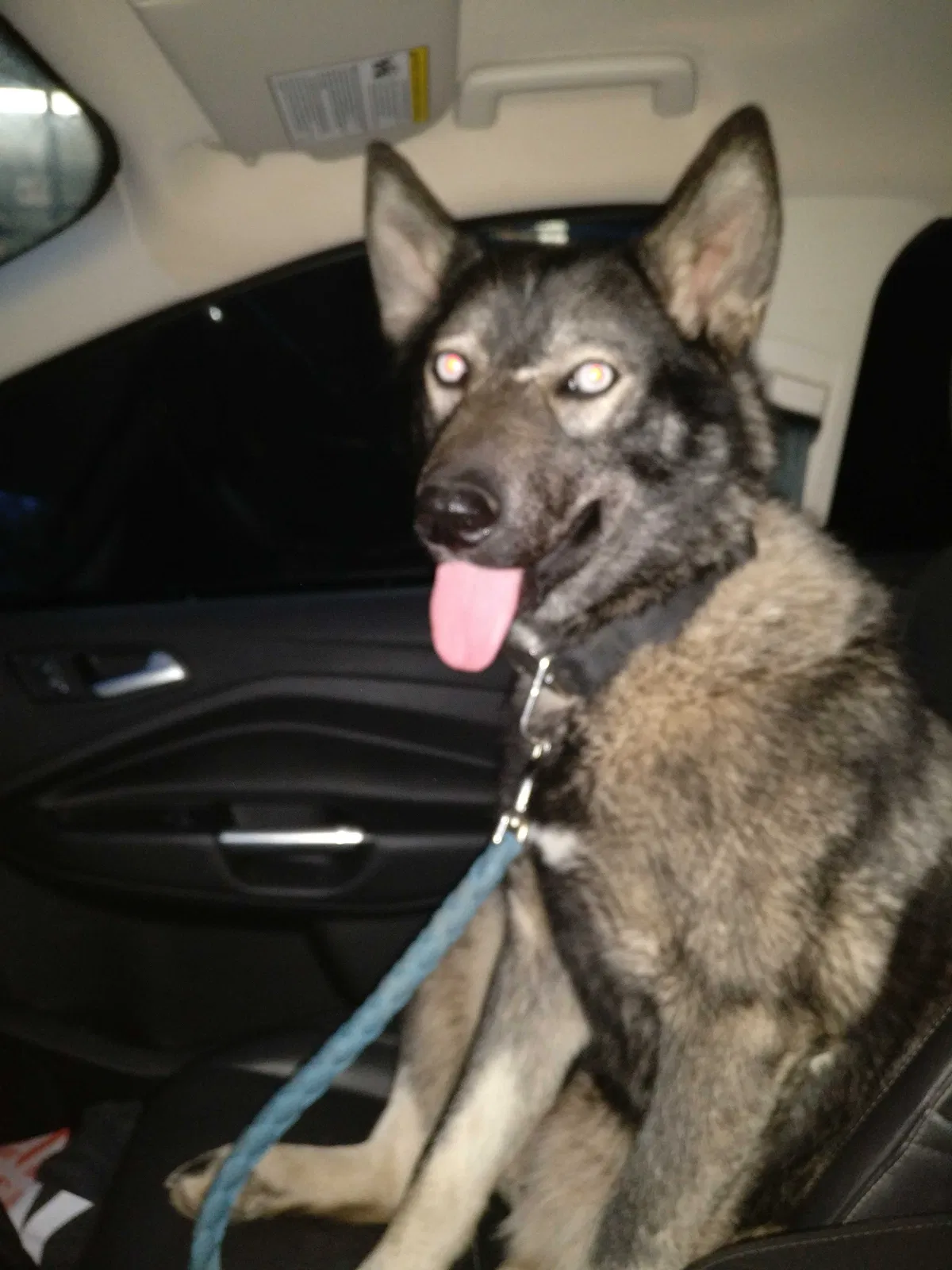 Lost dog in Roachdale, IN, 46172