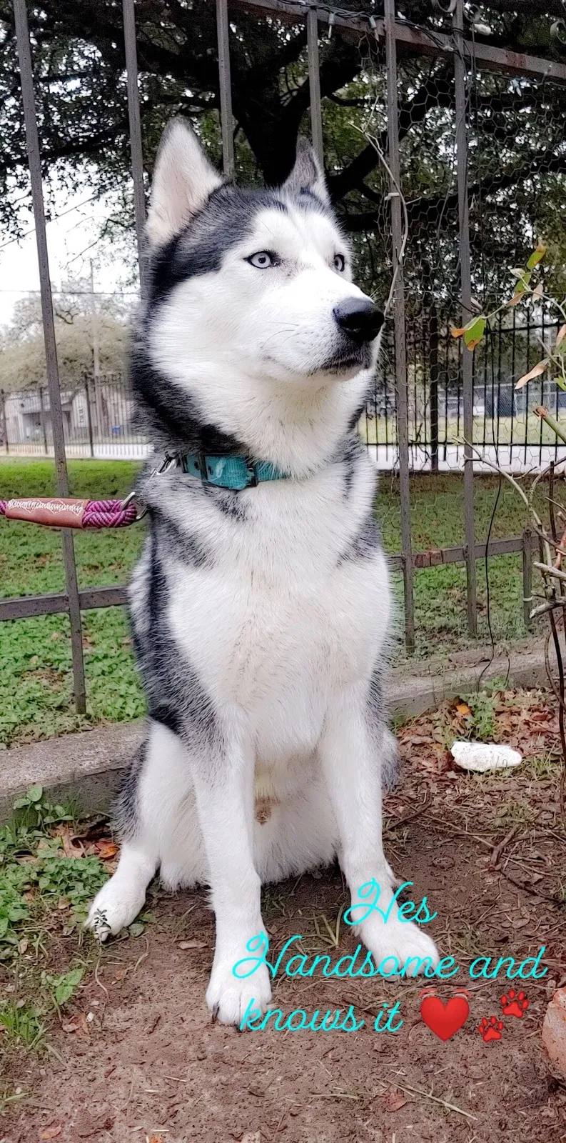 Lost dog in Fort Worth, TX, 76112