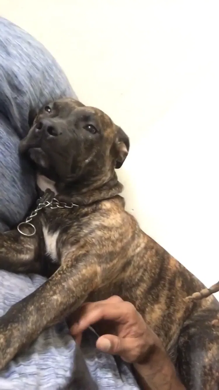 Lost dog in New Orleans, LA, 70118