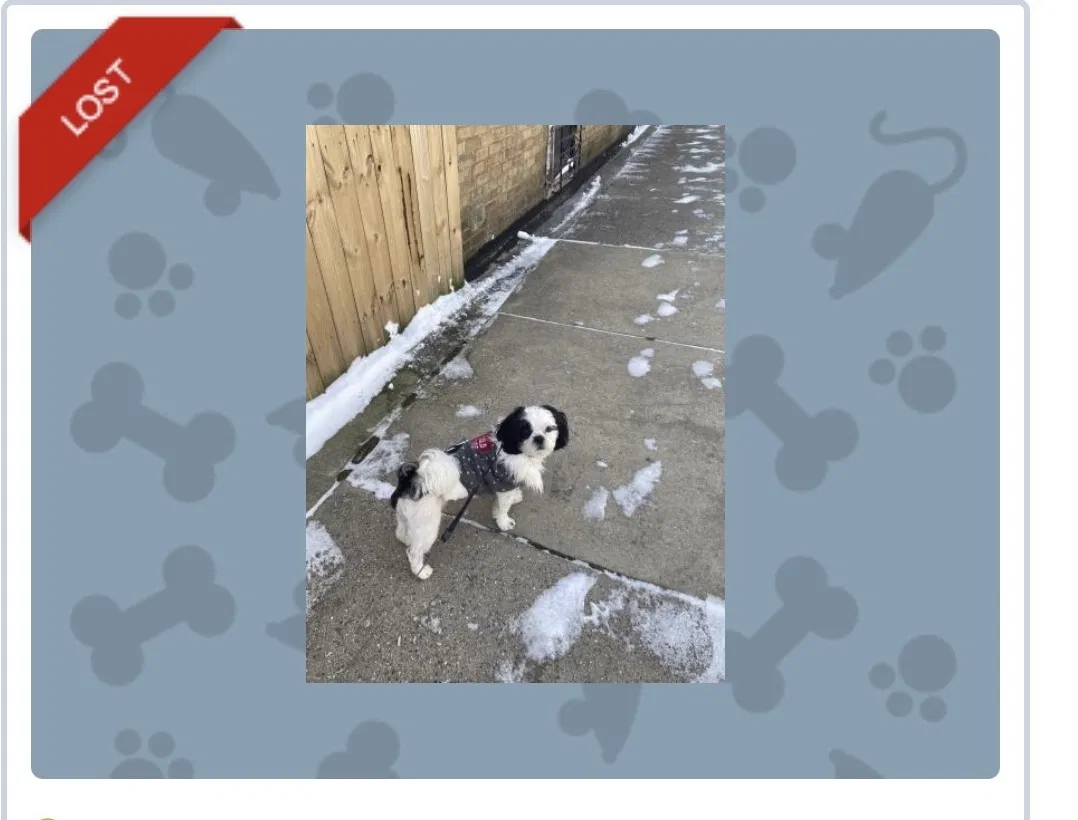Lost dog in Country Club Hills, IL, 60478