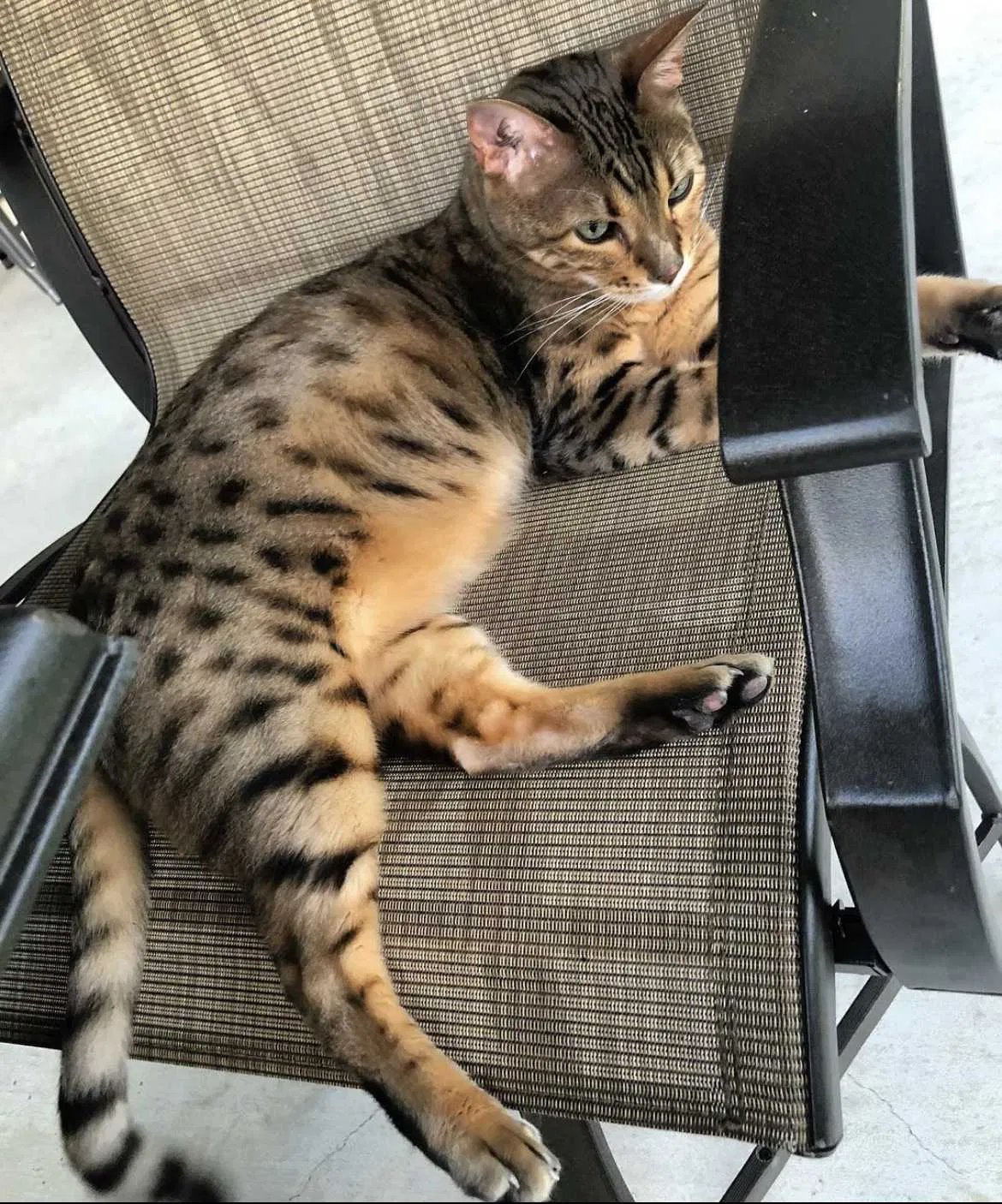 Lost cat in Carencro, LA, 70520