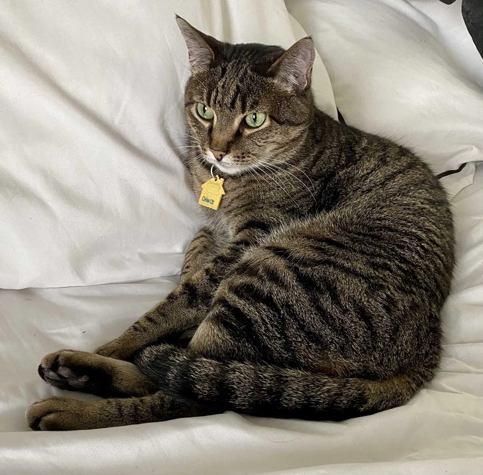 Lost cat in Beaumont, TX, 77707