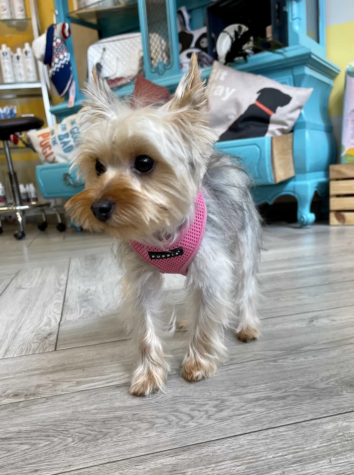 Lost dog in South Ozone Park, NY, 11420