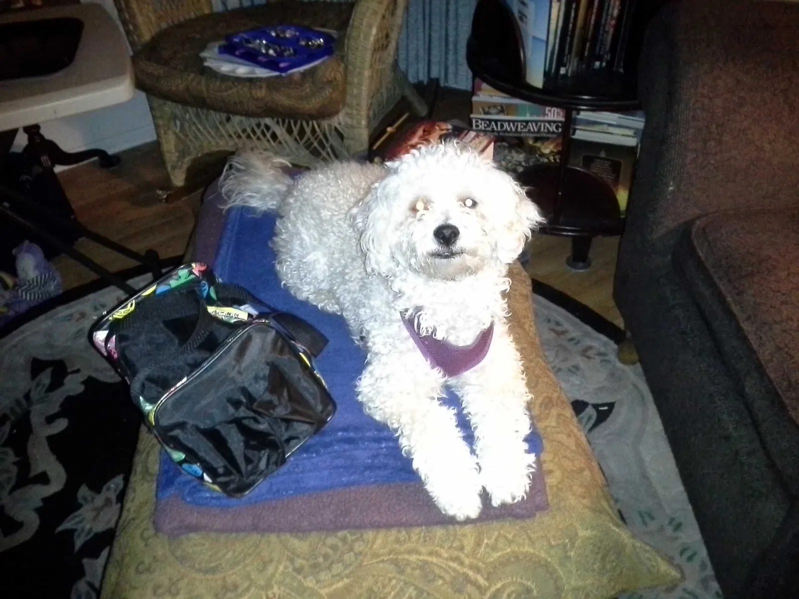 Lost dog in Surprise, AZ, 85374