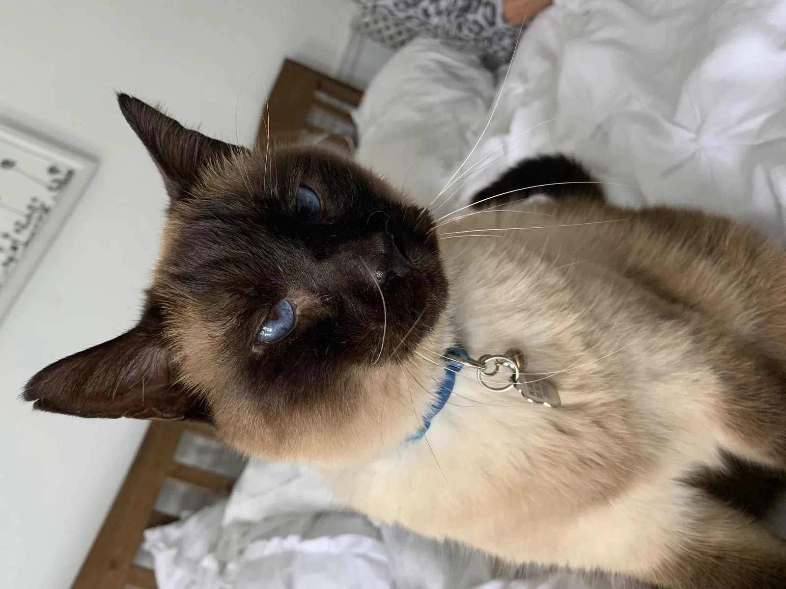 Lost cat in Palm Bay, FL, 32907