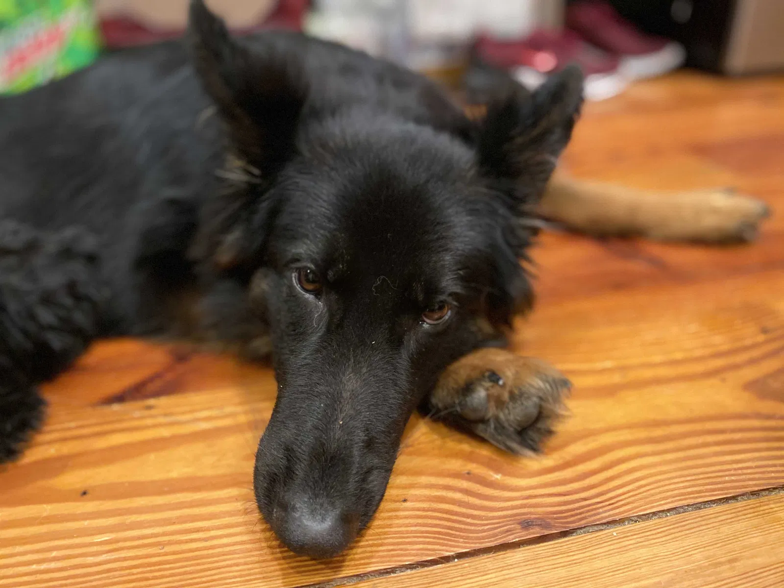 Lost dog in Katy, TX, 77450