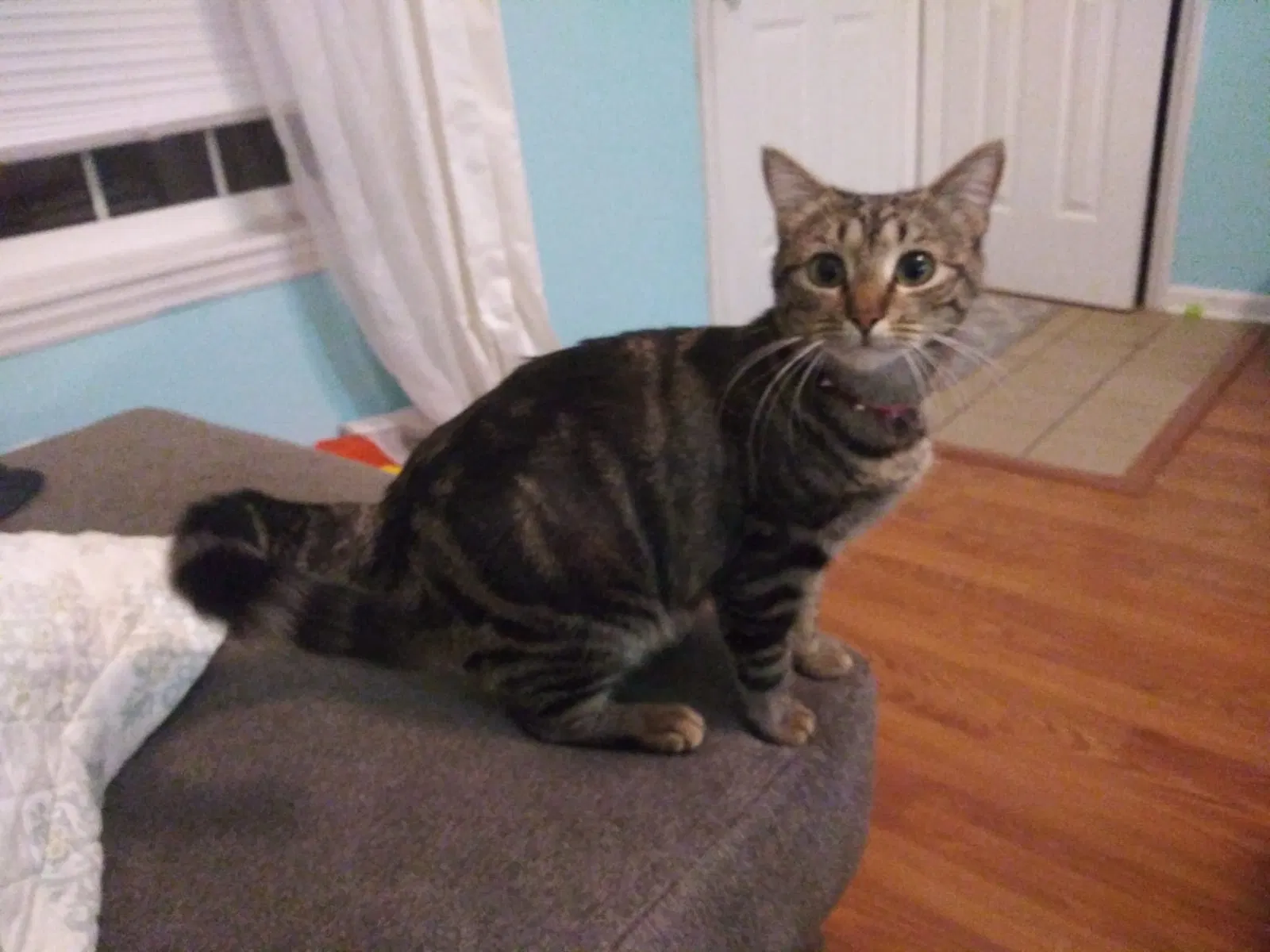 Lost cat in Wilmington, NC, 28405