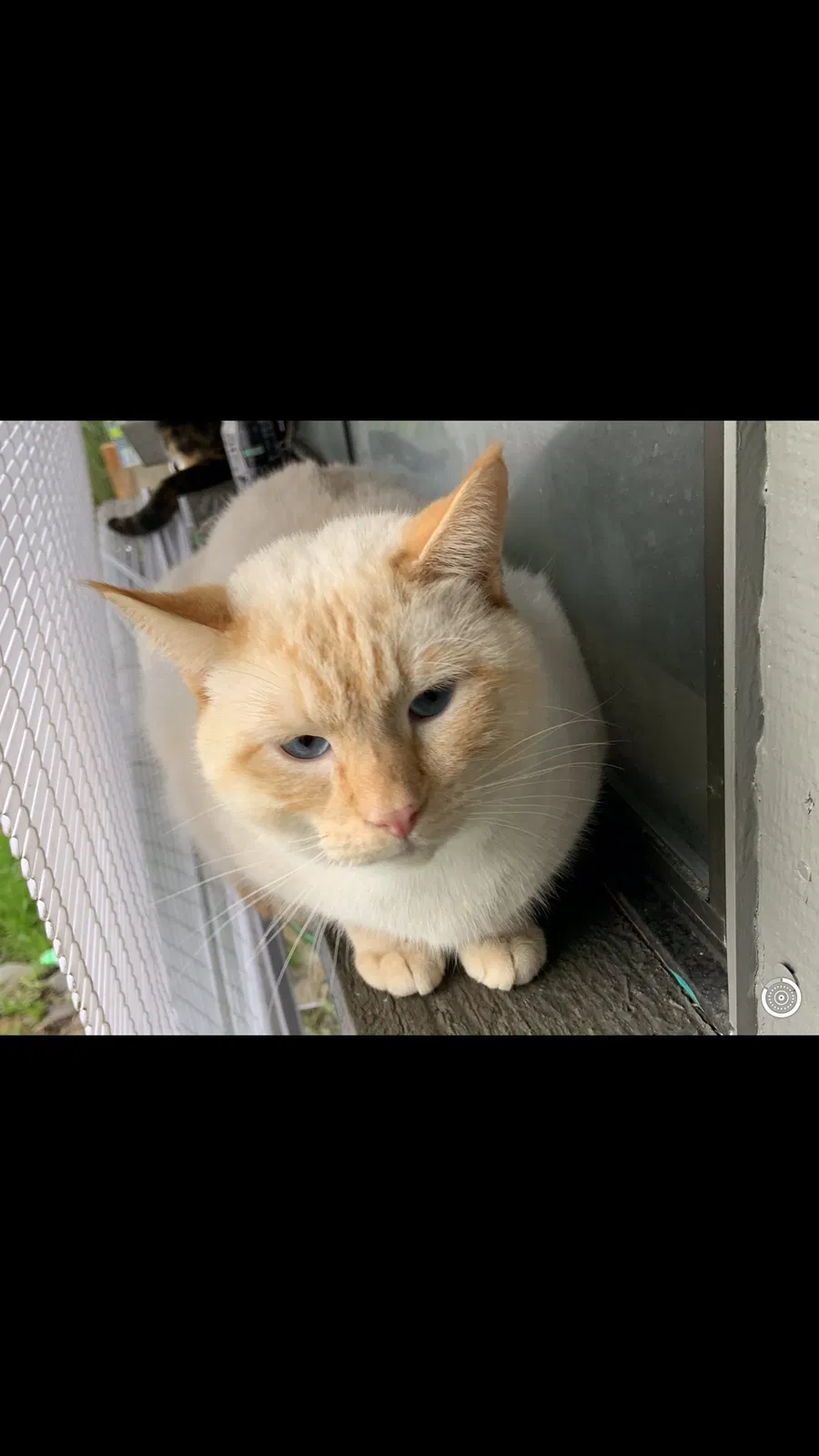 Lost cat in Springfield, OR, 97477