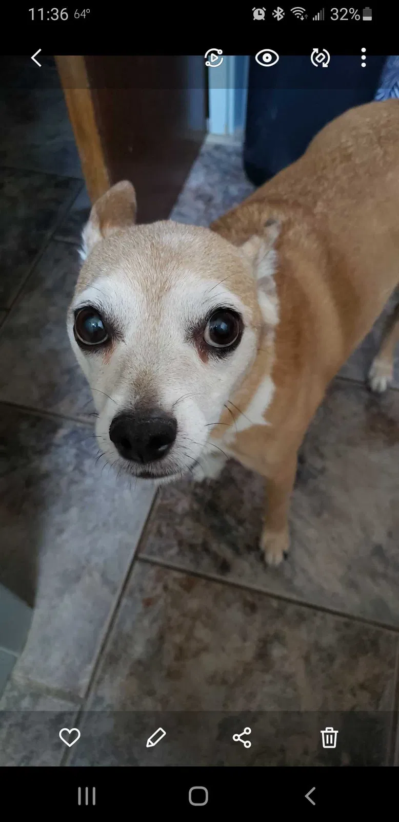 Lost dog in San Antonio, TX, 78250