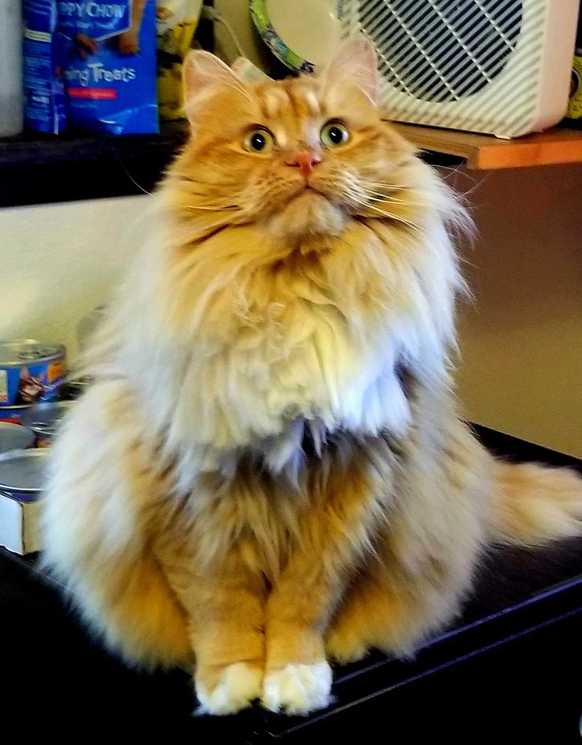 Lost cat in Post Falls, ID, 83854