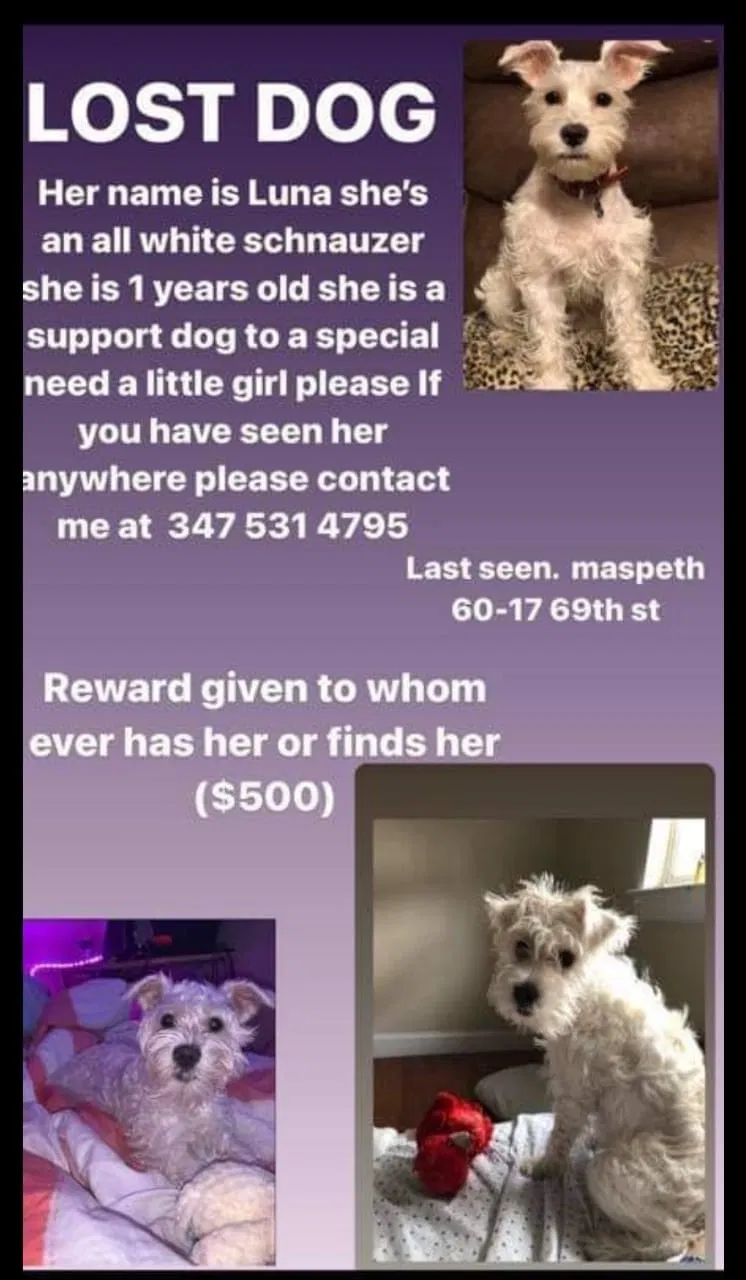 Lost dog in Maspeth, NY, 11378
