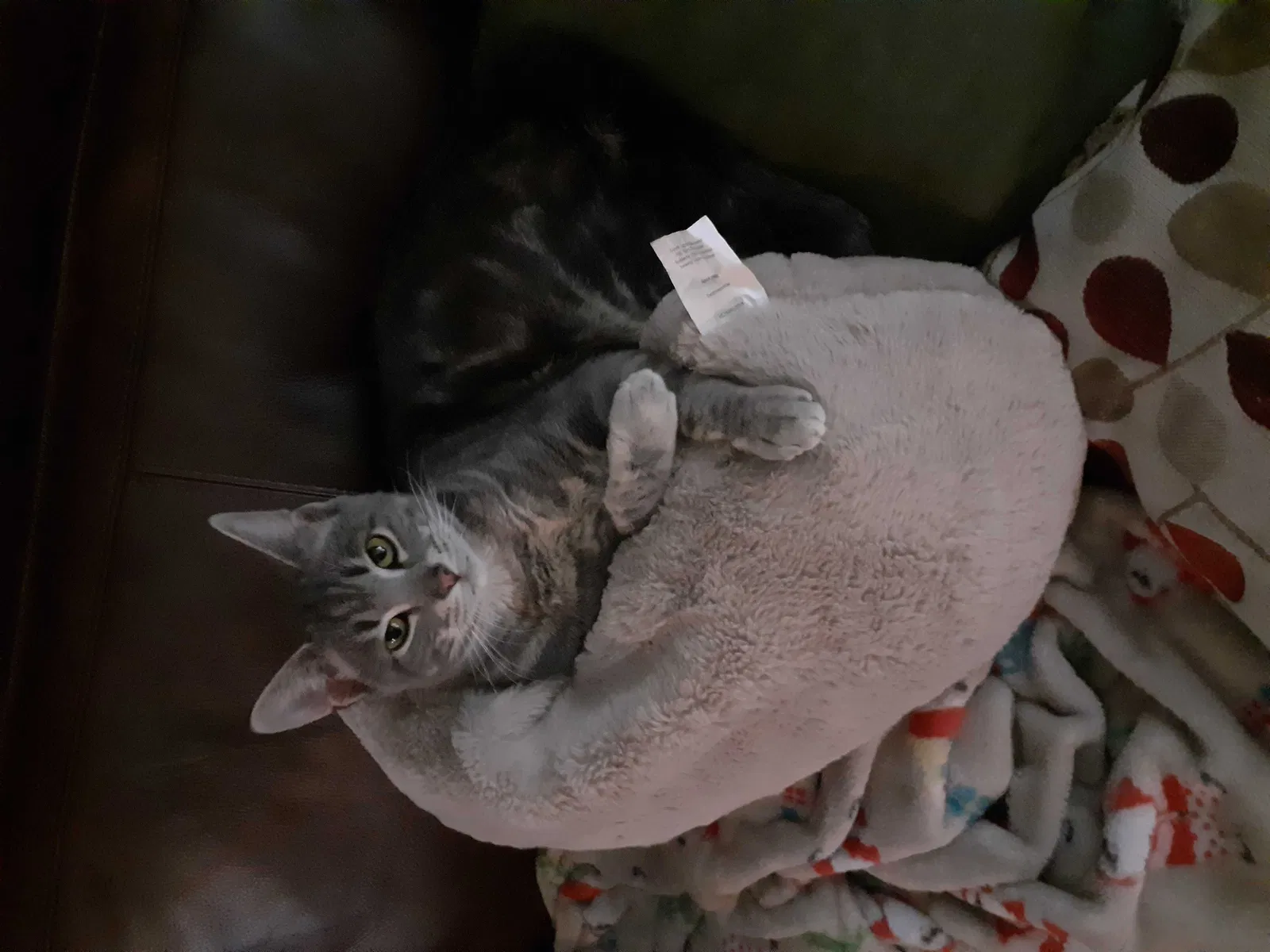 Lost cat in Daytona Beach, FL, 32119
